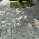 상주 만산 비상 8호 | 7월끝? 구라같은데✨