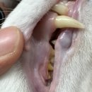 에피소드 동물병원 이미지