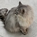 바하 고양이 병원 이미지