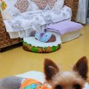 우짜꼬 이미지