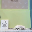 내안에너있DOG 이미지