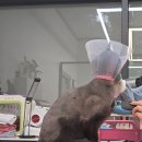 네로는 검은고양이 이미지