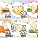 에그카페24 안동용상점 | [임신기록4] 19w ~ 24w 🧸