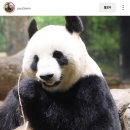 🐼 벌써 18살이라는 일본 우에노 동물원에 사는 자이언트 판다 신신 🐼 이미지