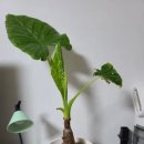 알로카시아 이미지