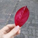 우리350카페 이미지