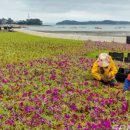 영목항수변공원 이미지