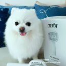 오아이펫강아지고양이 | OH라디칼 케어 펫브러쉬 강아지 고양이 엉킨털제거 빗 후기