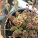 꽃보다 다육...~^^* 이미지