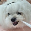 주식회사 버박코리아 | [애견용품] 강아지 입 냄새 치약 항균 칫솔 사용 후기 / 내돈내산 리뷰