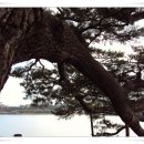 제주 수산리 곰솔 이미지