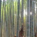 수림농장 이미지