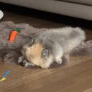 보듬 반려견미용실 이미지