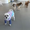 댕겨올개 이미지