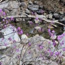 진달래산천 이미지