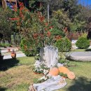 이수미팜베리 이미지