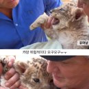 아기사자 이미지