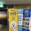 딩펫 펫살롱 고운점 이미지