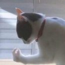 핑거스냅 이미지