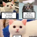 몬트리올 가는 비아레일 기차 타기, 손더 르 빅토리아, 노트르담 바실리카 아우라쇼 후기, 킨토라멘