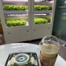 신선 | 마곡나루샐러드 스마트팜카페 당일수확 신선 샐러드 후기