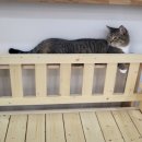 랙돌카페냐옹 이미지