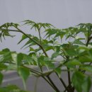 행복나무(Happy 이미지