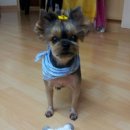 둘리애견 이미지