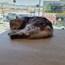 호수로 간 고양이 | 시흥 고양이 카페, 호수로 간 고양이