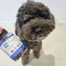 휴먼비젼 | 강아지 루테인 영양제 &#39;토닥토리 비전프로&#39; 강아지 간식형 눈건강 영양제 후기