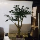 그린트리약국 이미지