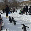 돌고래와펭귄 | 1월 삿포로 오타루 아쿠아리움 펭귄산책 돌고래쇼 솔직후기