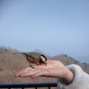 리송스 이미지