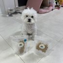 개밥짓는남자 이미지