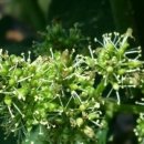 향기포도농원 이미지