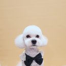 강아지 미용 이미지