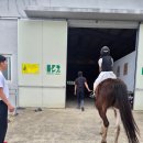 해피런 | 제주도 애월 승마체험 6세 9세 해피런승마장 내돈내산 승마체험 찐 후기