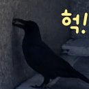 냥냥이 캔따개 이미지