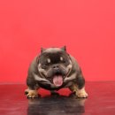 KGBKENNEL(케이지비켄넬) 네이버블로그