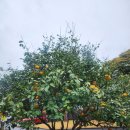 만다리노 | [제주 동쪽 감성 카페 ]만다리노 시그니처 메뉴 후기