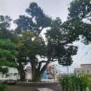 용장리 느티나무 이미지