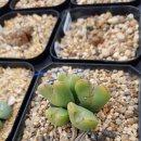 제눈에안경 이미지