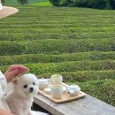 댕댕하동 이미지