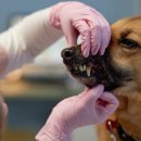 연희동물병원 이미지