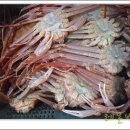 영덕대게 이미지