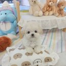 꽃강아지 이미지