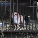 개랑, 마리 이미지