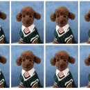 꽁꼼하개 이미지