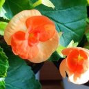 햇살정원 이미지