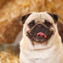 동탄호수동물병원 이미지